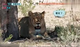 娱乐吃瓜君迅猛龙唱歌